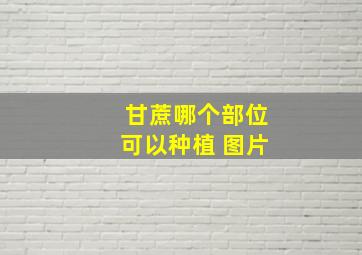 甘蔗哪个部位可以种植 图片